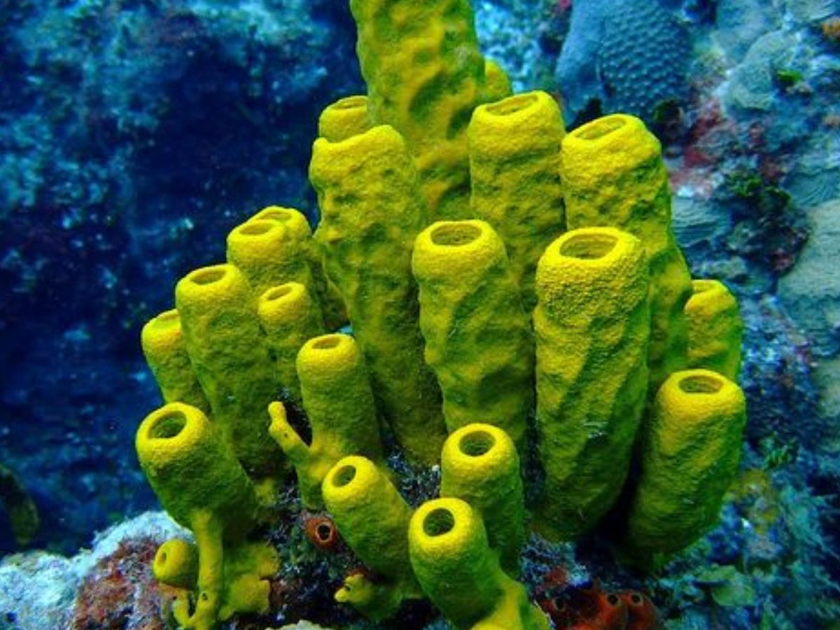 Sponges