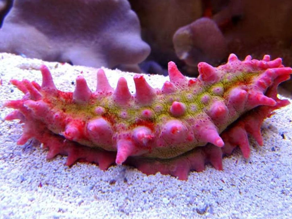 Sea Cucumbers