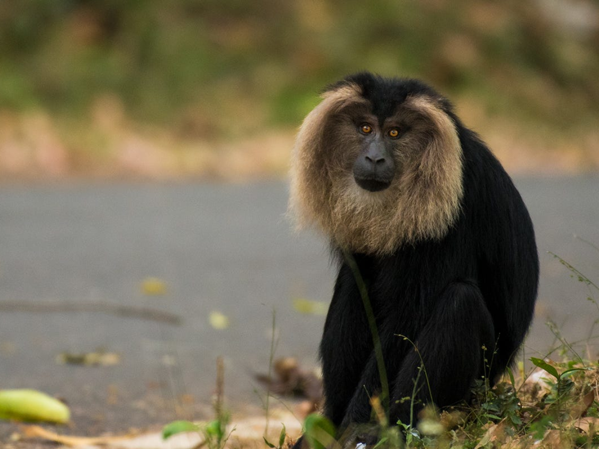 Lion-Tailed Macaque