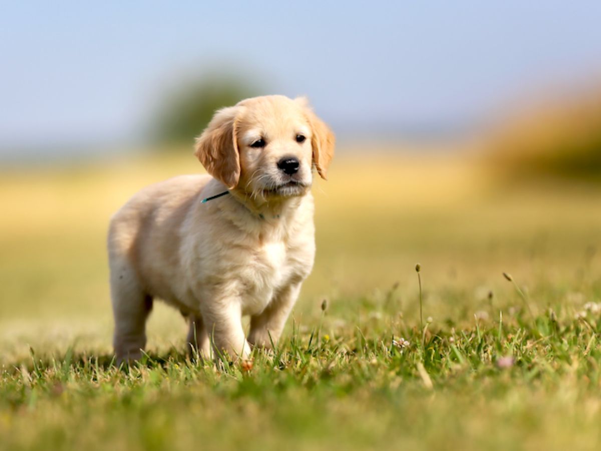 Golden Retriever