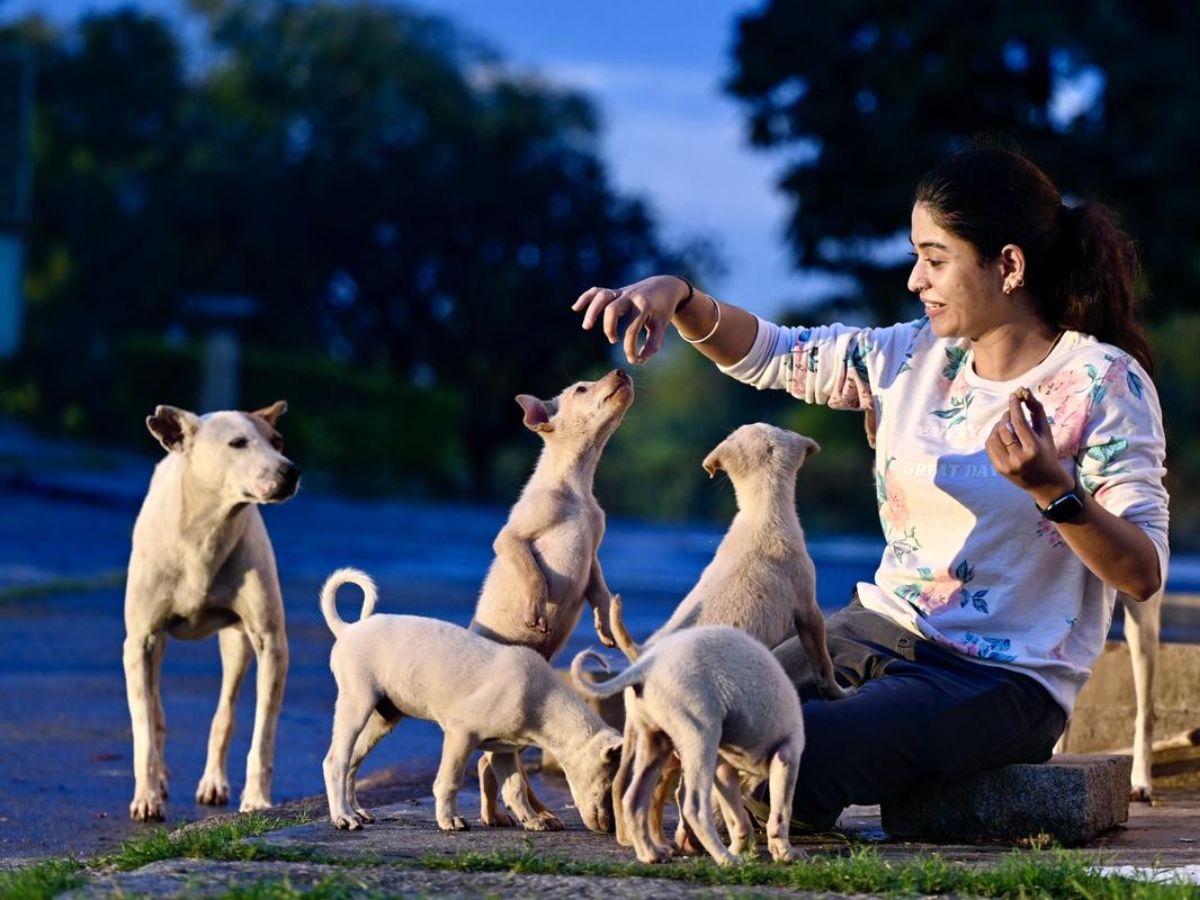 Political Recommendations for Shelters