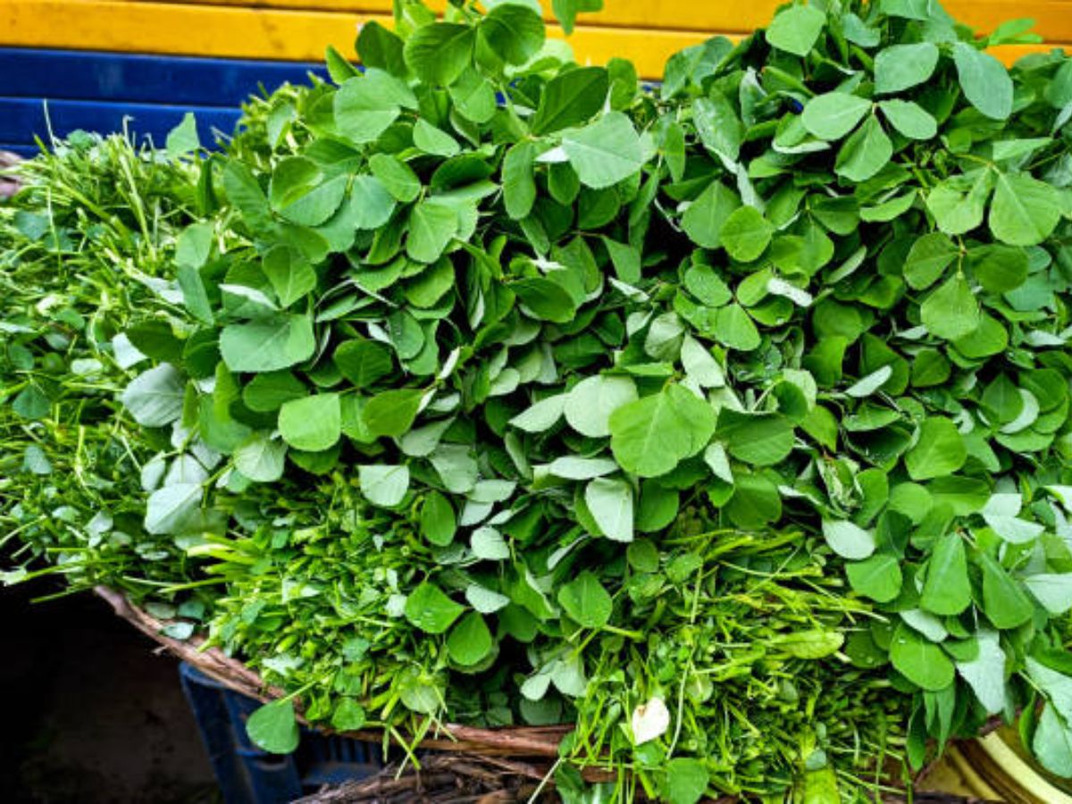 Fenugreek Leaves (Methi)