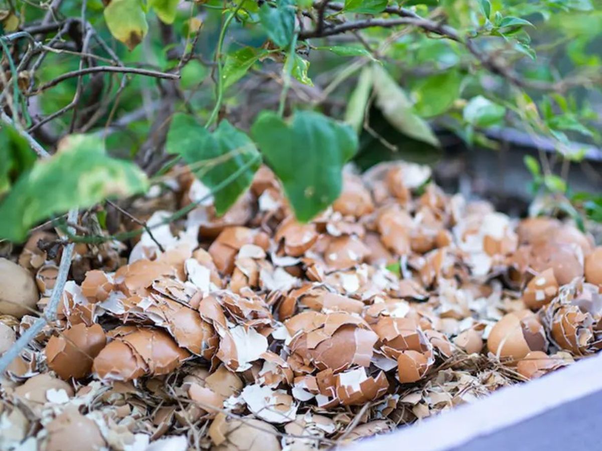 Recycle Kitchen Wate