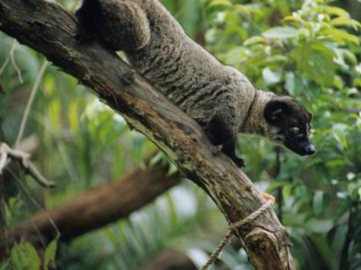 Malabar Civet