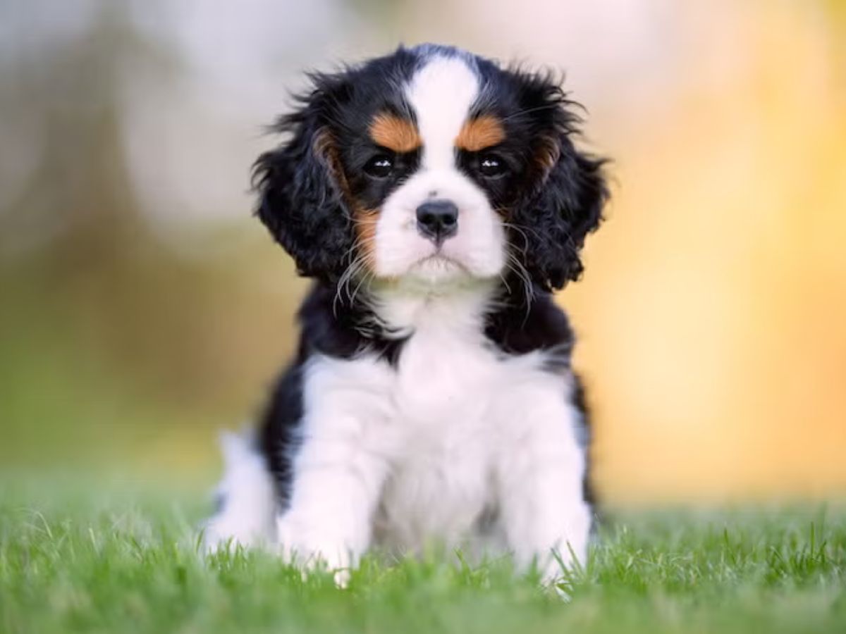 Cavalier King Charles Spaniel