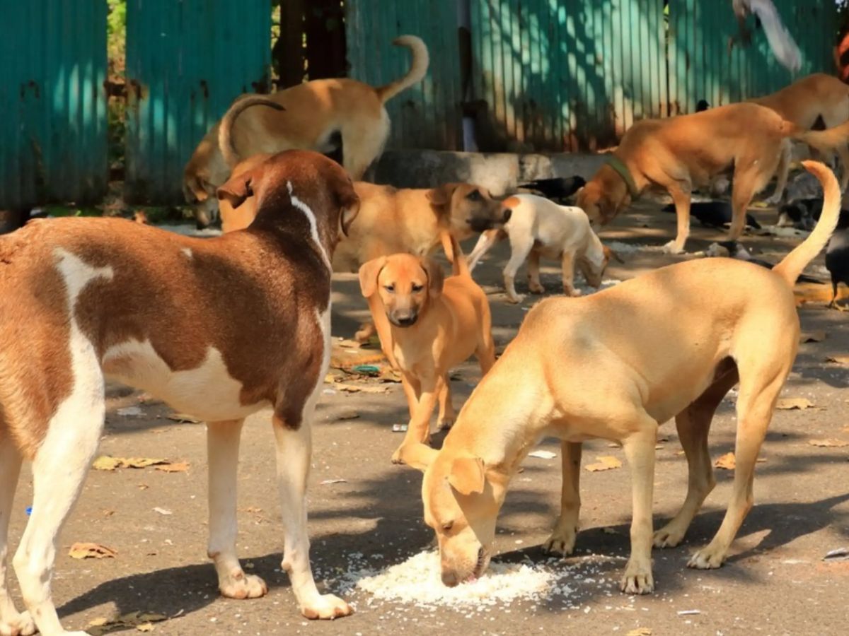 Mitigating Rabies Threats