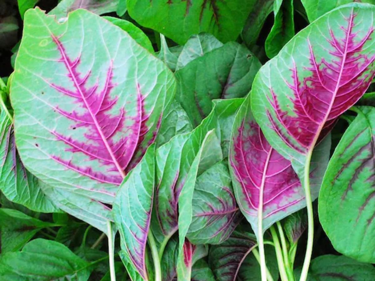 Amaranth Leaves (Chaulai)