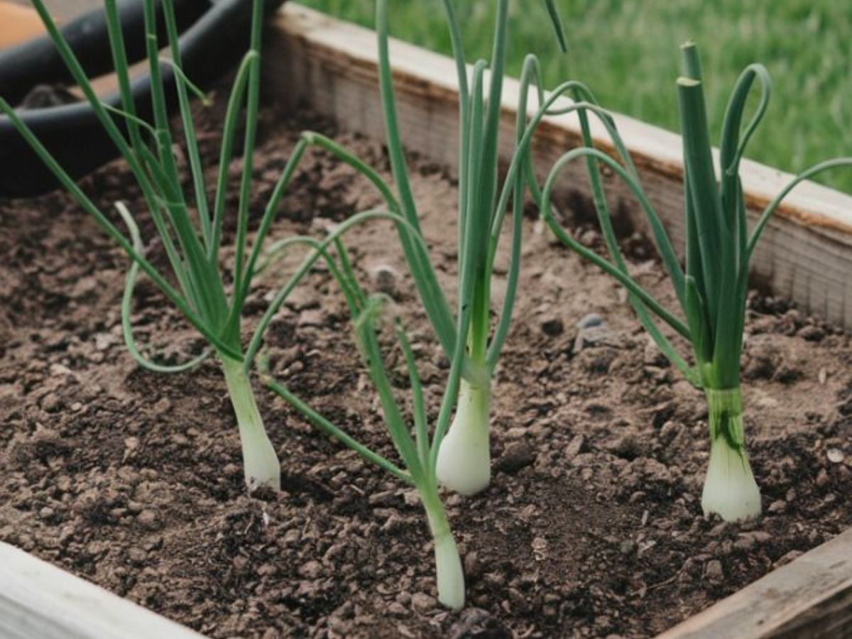 Recycle Kitchen Wate