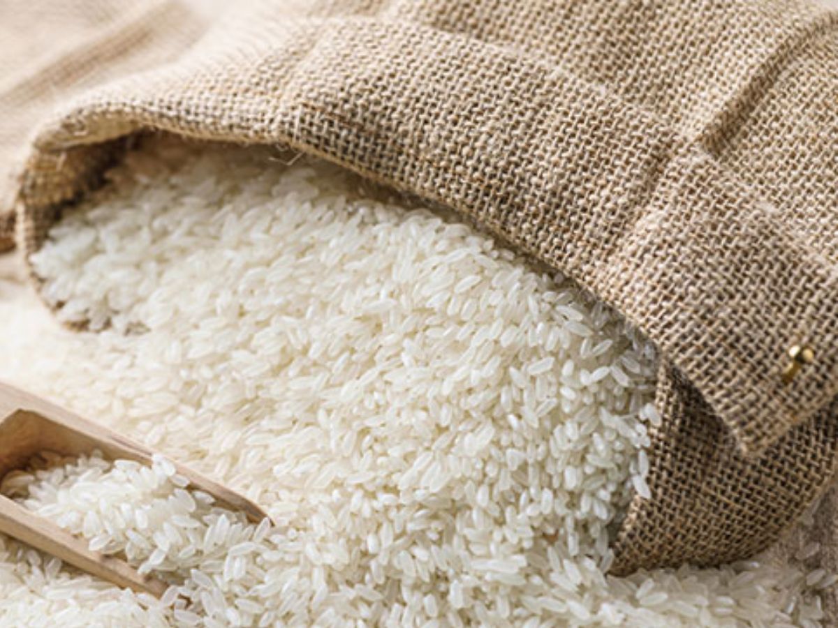 Marcha rice grains from West Champaran, Bihar