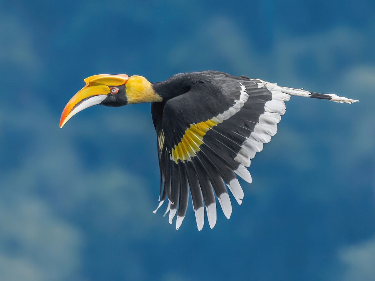 Great Hornbill
