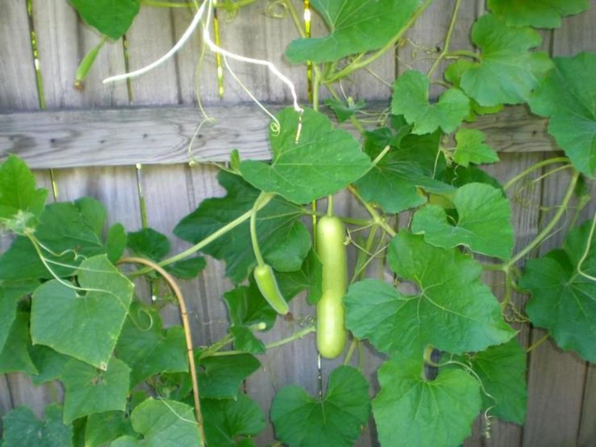 Bottle gourd leaves (lauki patta)