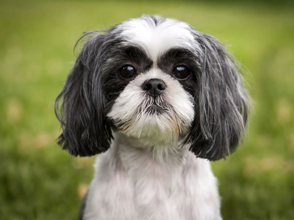 Shih Tzu