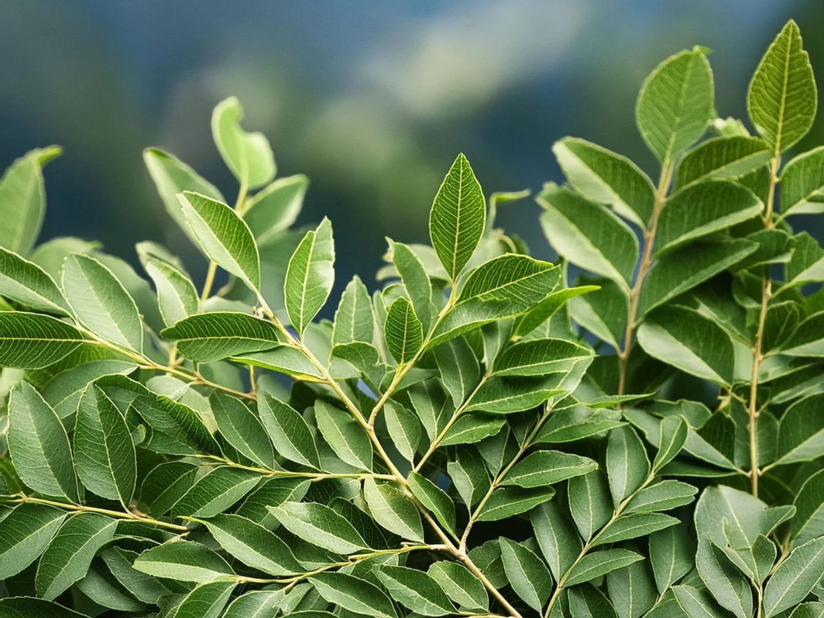 Curry Leaves (Kadi Patta)