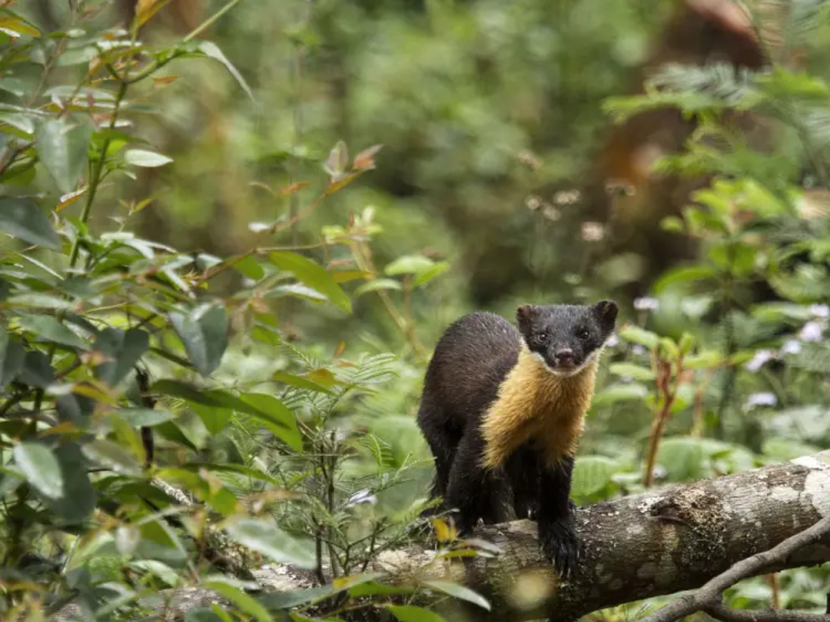 Nilgiri Marten