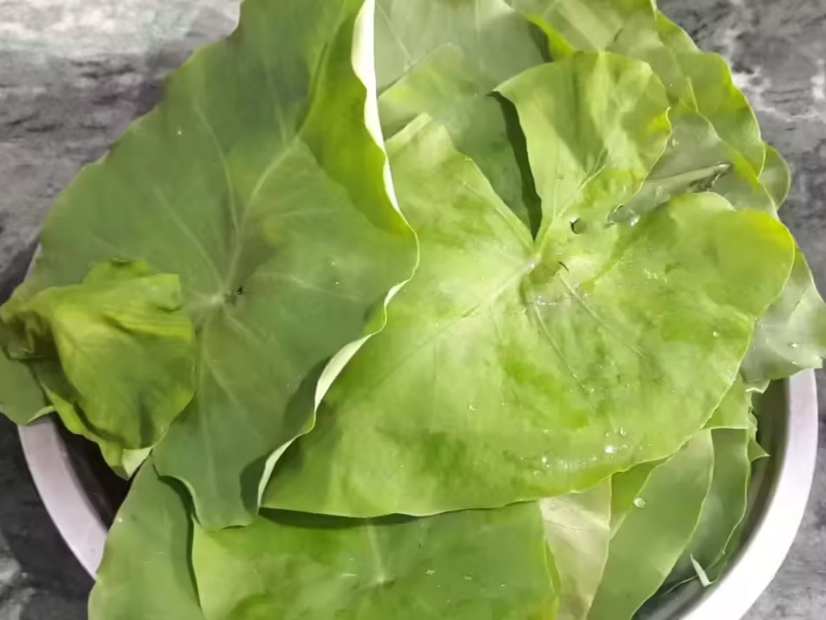 Colocasia Leaves (Arbi Patta)