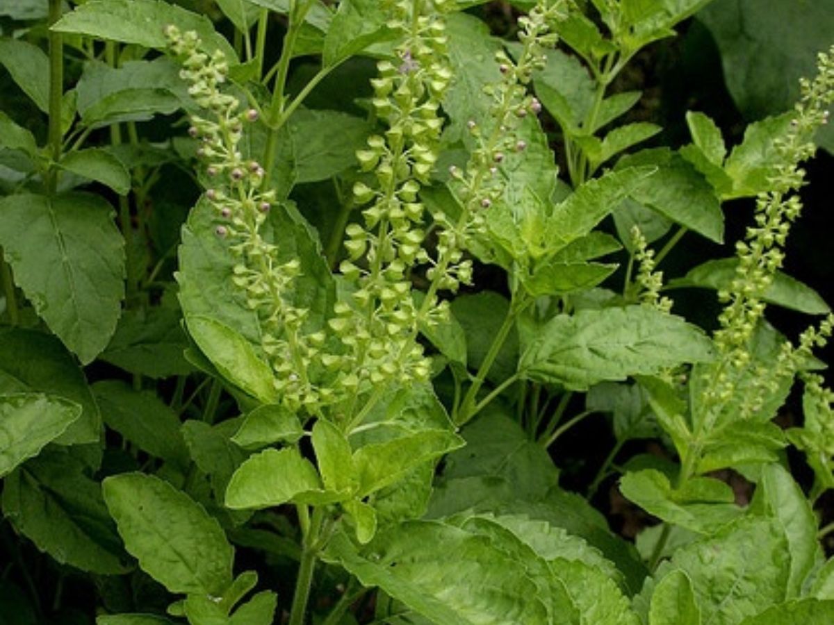 Tulsi- Queen of Herbs