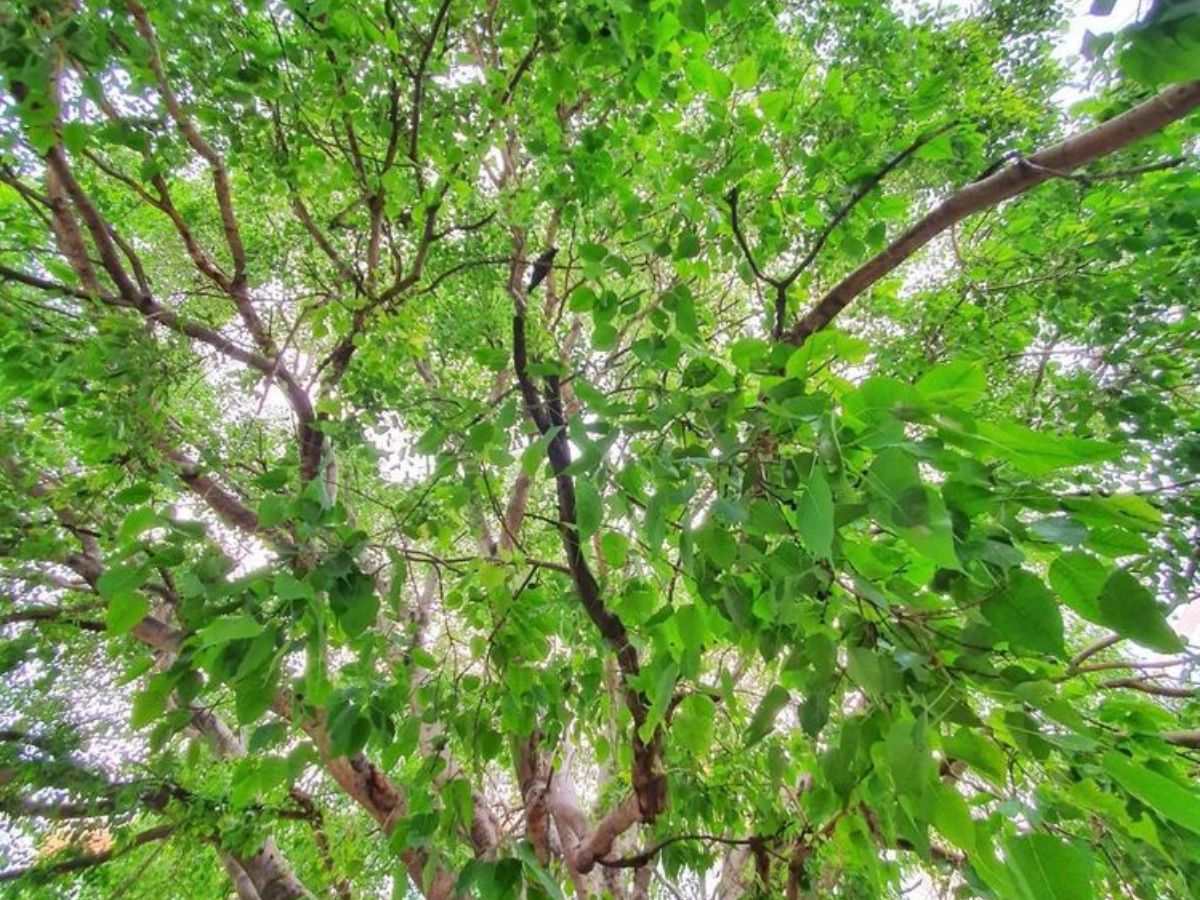 Peepal Tree- Tree of Enlightenment