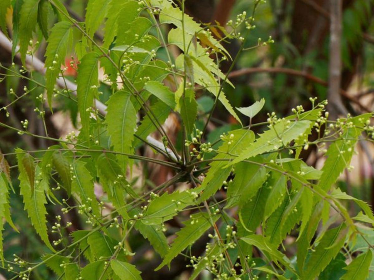 Neem Tree- Divine Healer