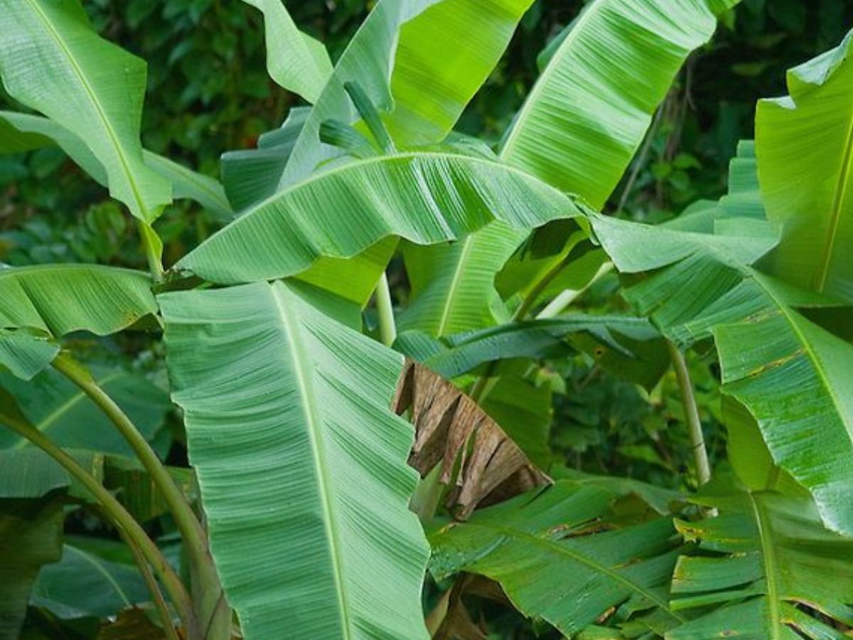 Banana Plant- Symbol of Prosperity