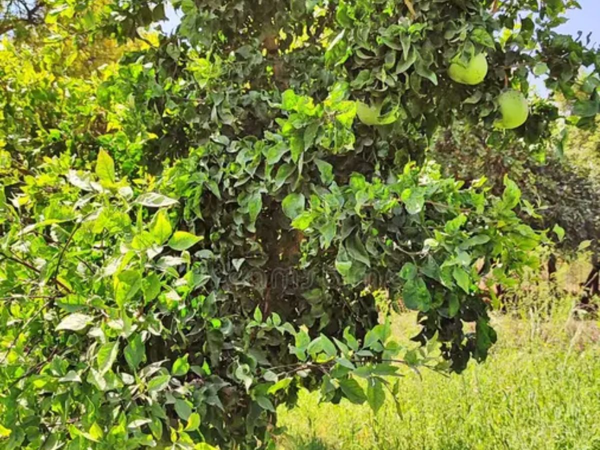Bael Tree- Dedicated to Lord Shiva