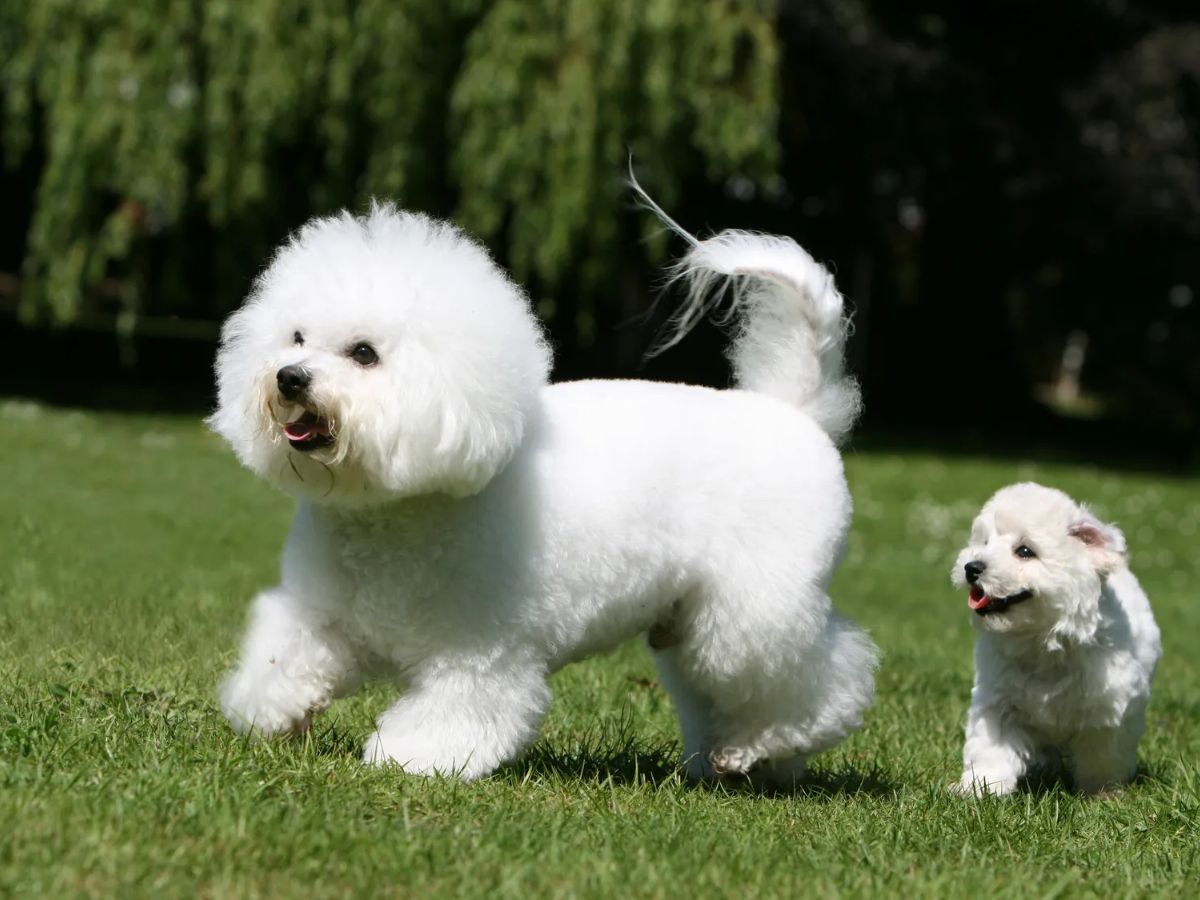 Bichon Frise