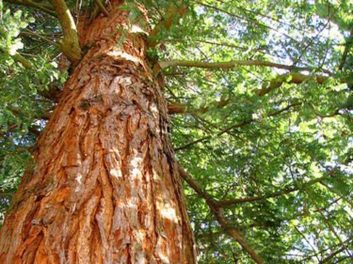 Sandalwood Tree- Scent of Divinity