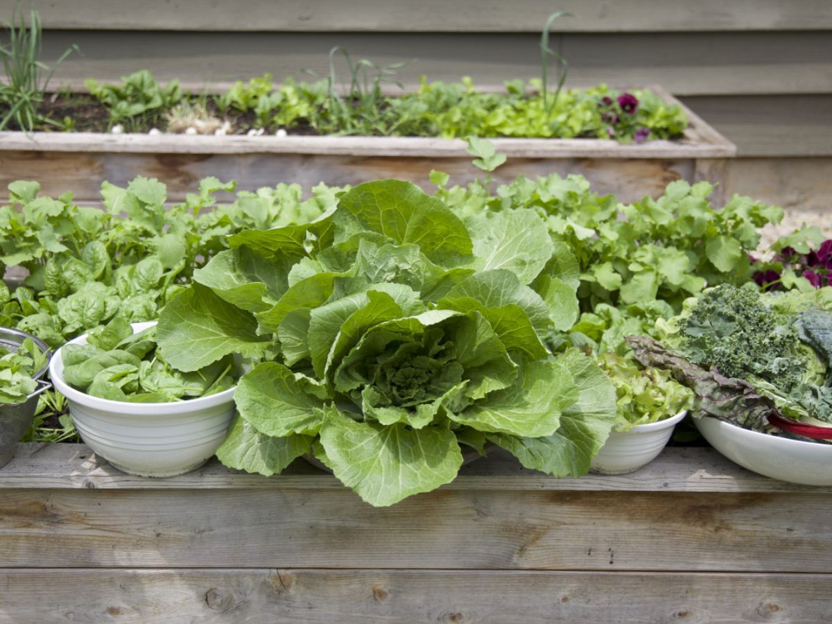 Overhead Covers or Shade Nets