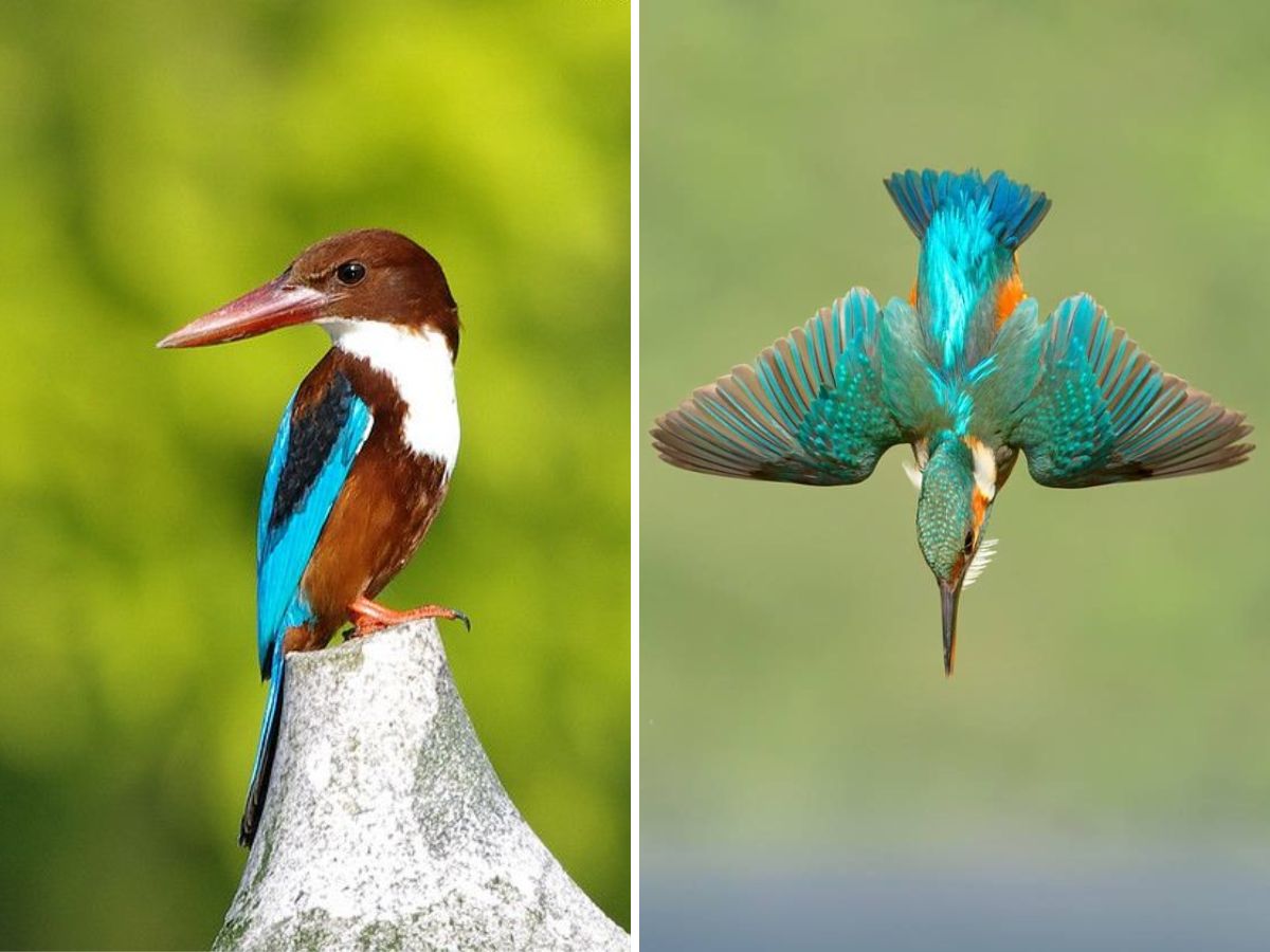 White-throated Kingfisher