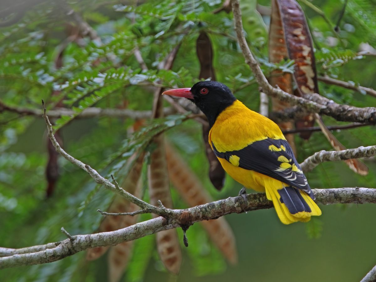 Black-hooded Oriole