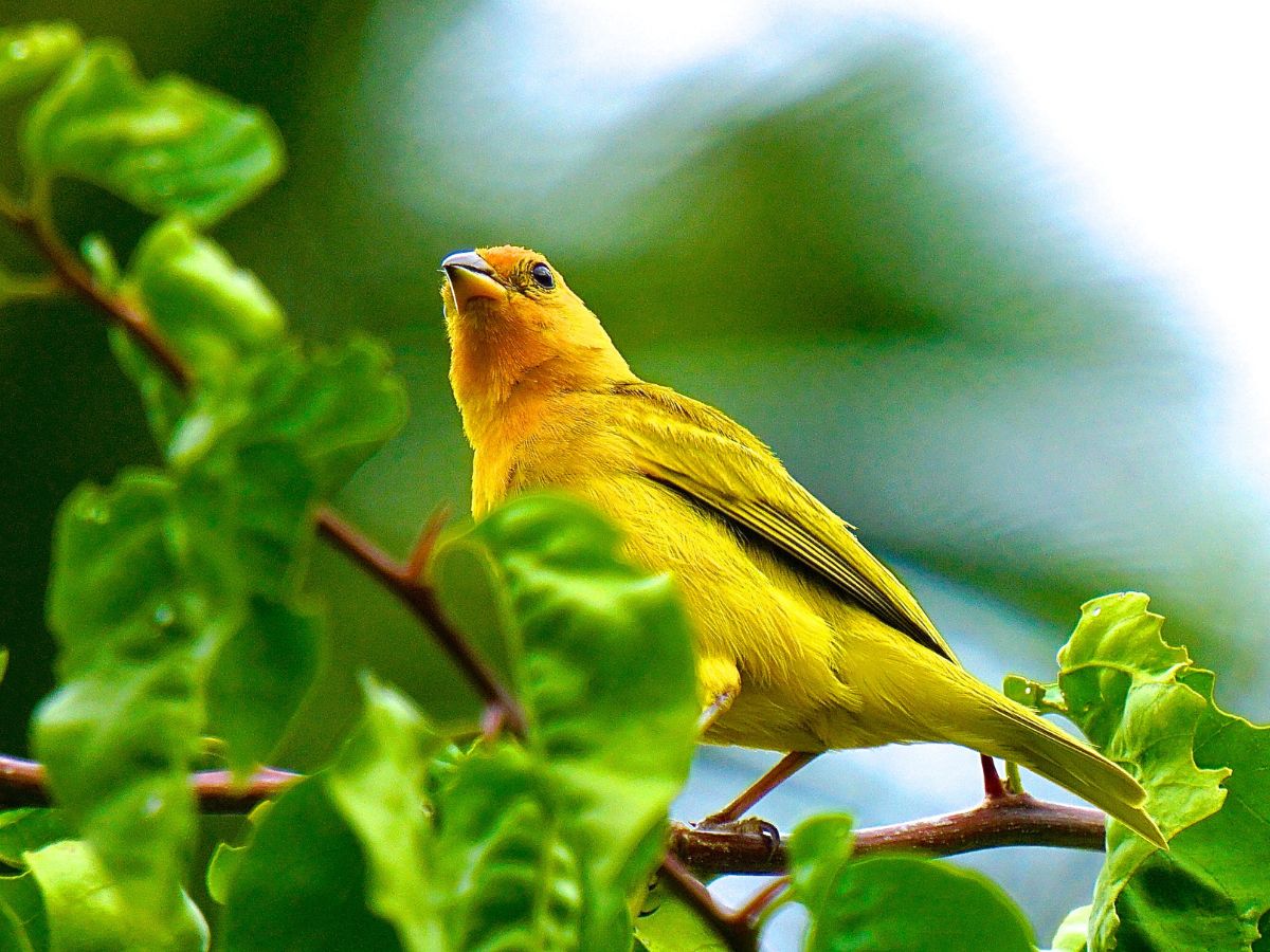 Saffron Finch