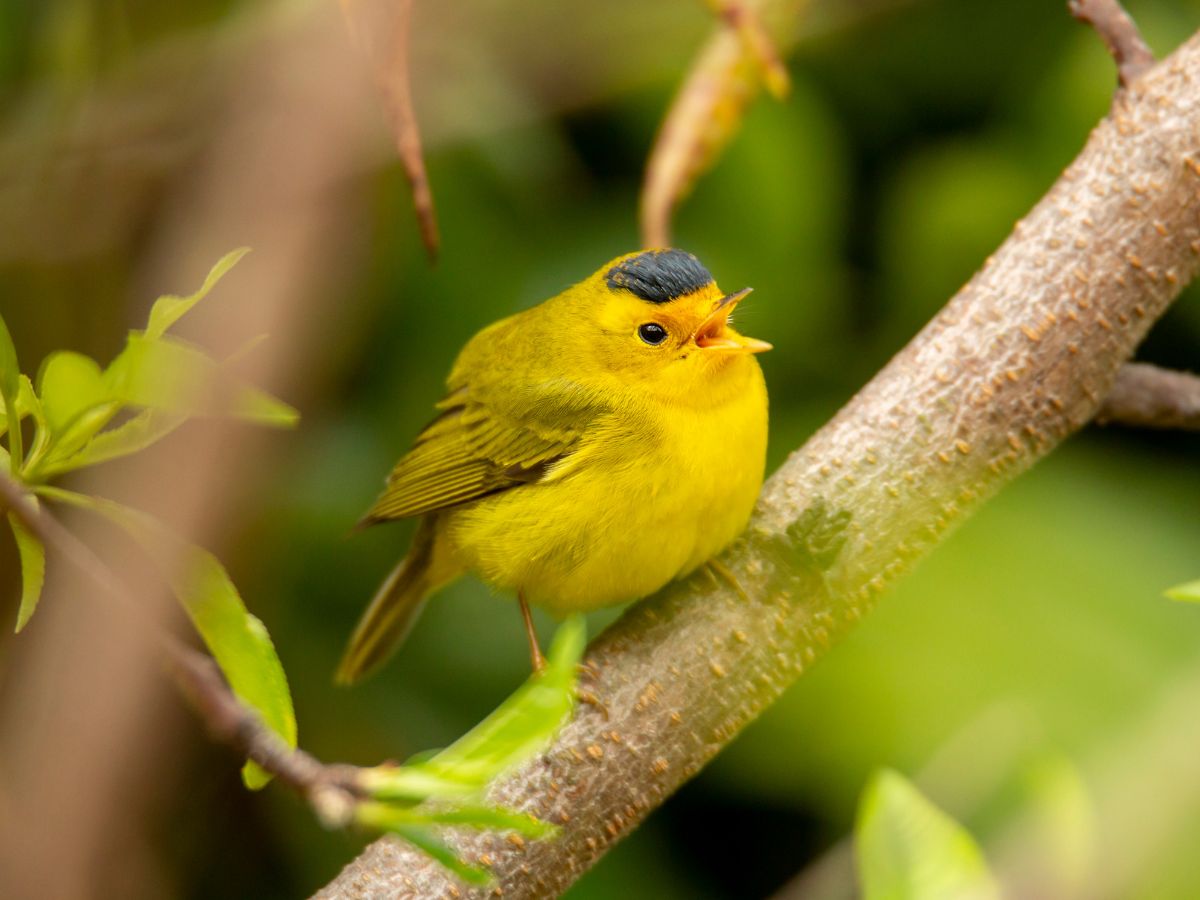 Wilson's Warbler