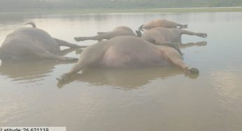 ASSAM: Six Wild Buffaloes Die In Kaziranga Lightning Strike; Probe Initiated