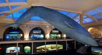Ancient Whale Fossil Unearthed in Australia: How Was It Found?