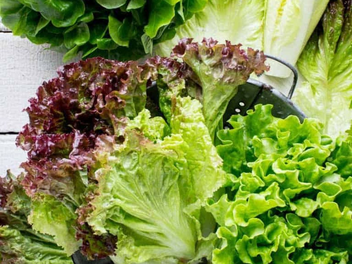 Lettuce