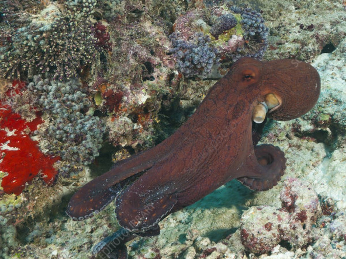 Common Reef Octopus