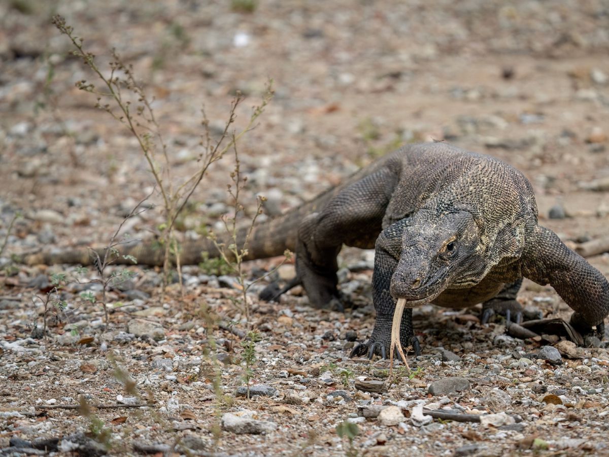 Komodo Dragon- The Giant Predator