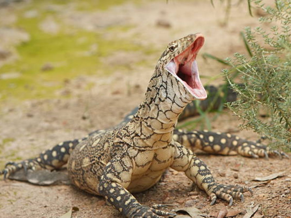 Perentie- Australia's Largest Lizard