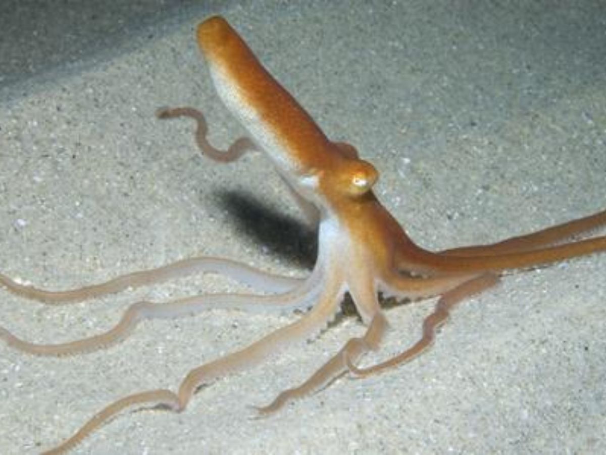 Indian Sand Octopus