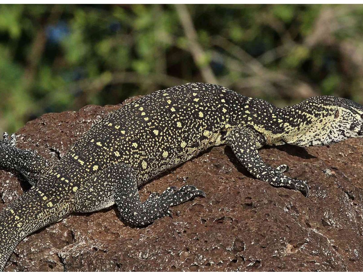 Nile Monitor- Africa's Fierce Hunter