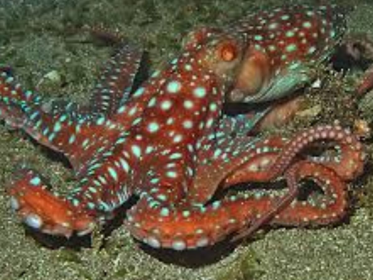 Starry Night Octopus