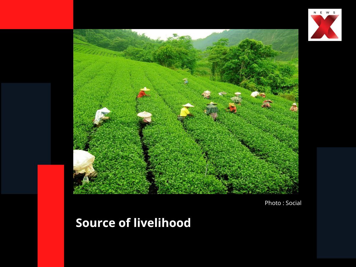 Source of Livelihood
