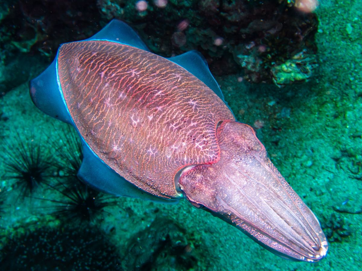 Pharaoh Cuttlefish Octopus