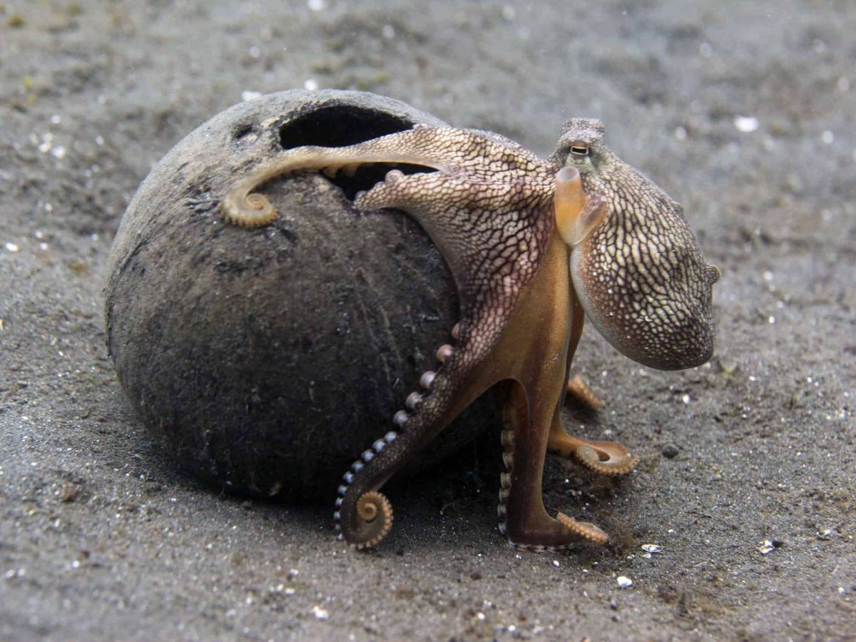 Coconut Octopus