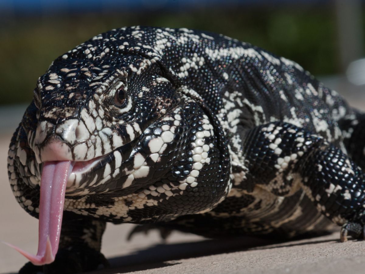Argentine Black and White Tegu- The Powerful Omnivore