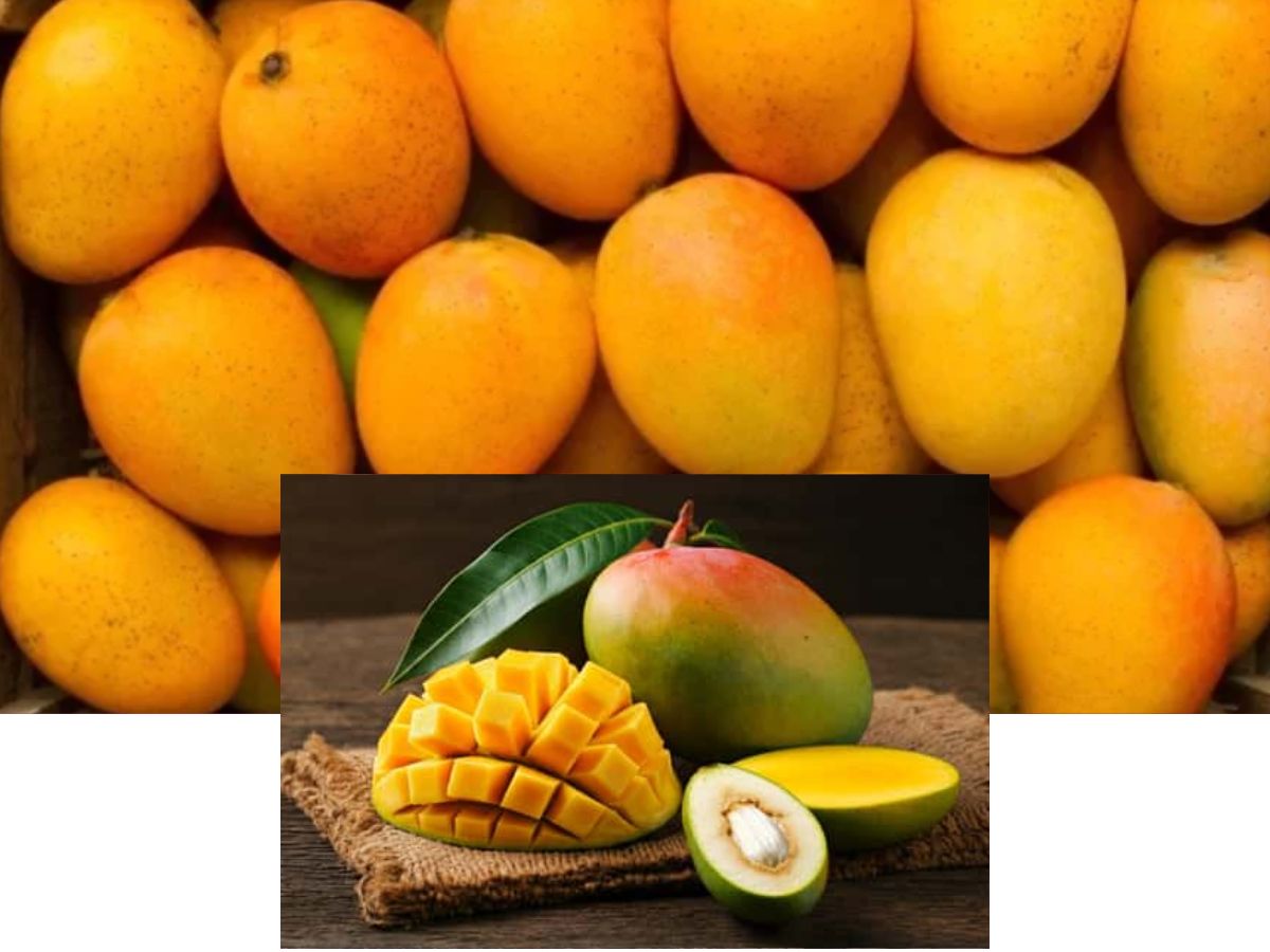 Alphonso Mango (Ratnagiri, Maharashtra)