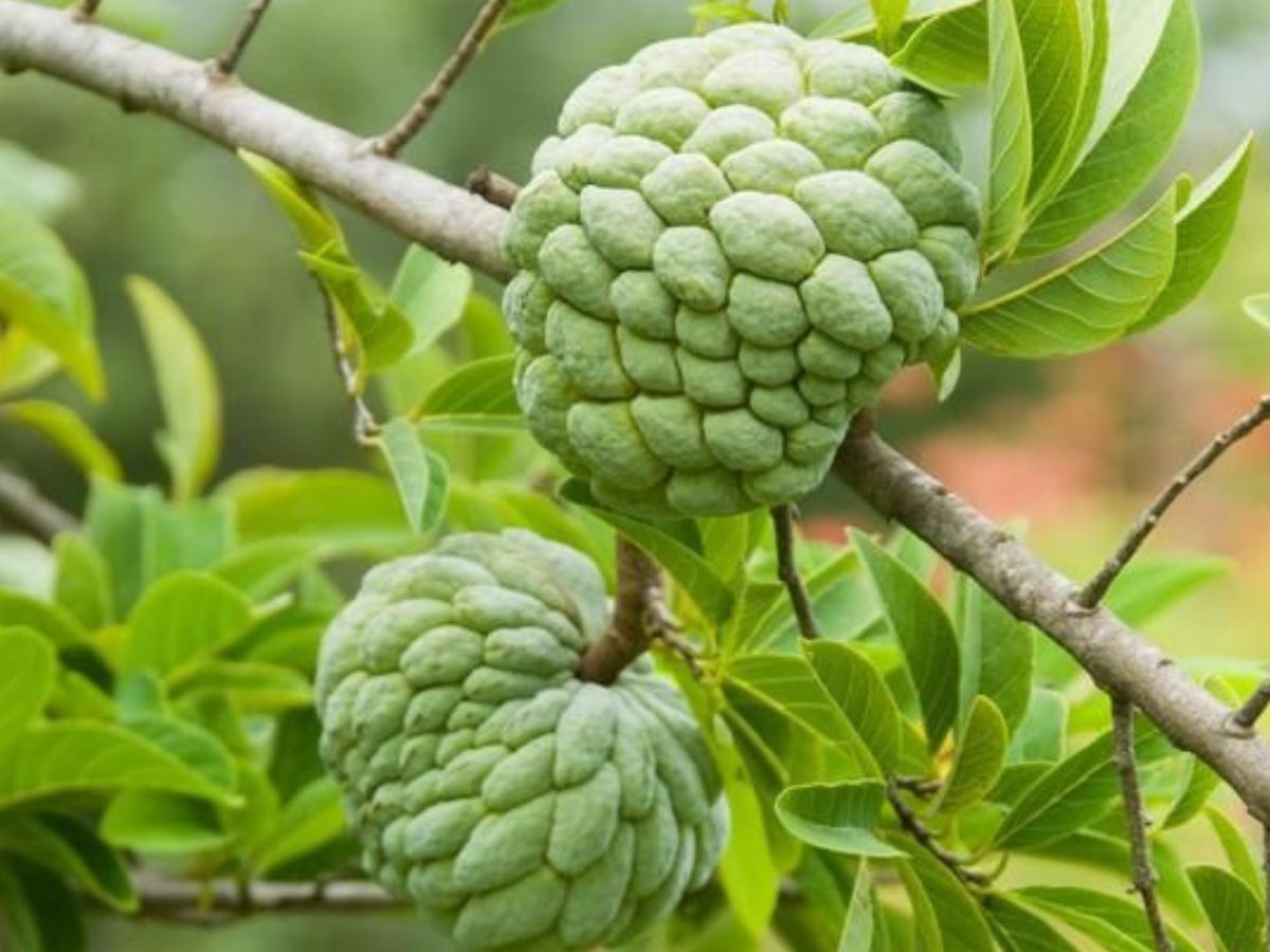 Improves energy levels