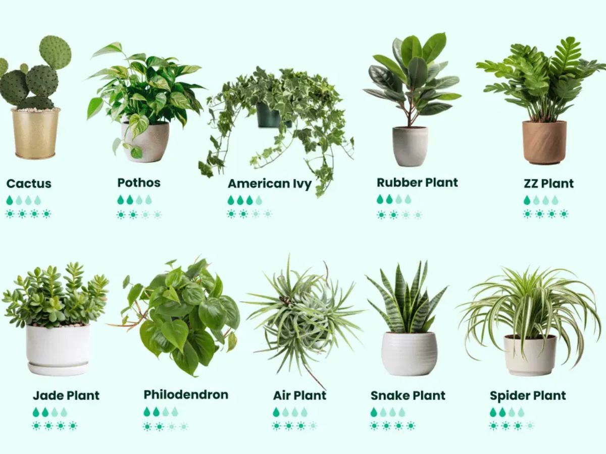 The Science of Phytoremedation