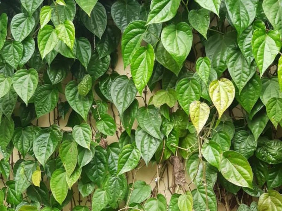 Digestion Boosting Effect