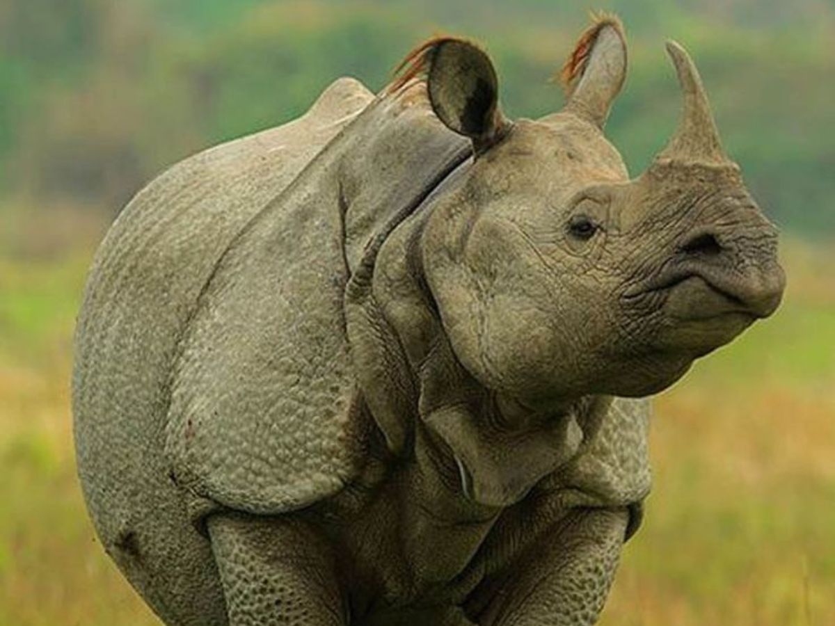 Kaziranga National Park (Assam)