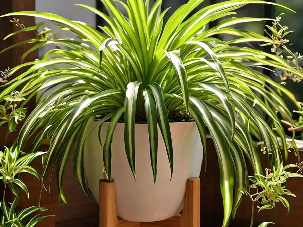 Spider Plant